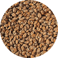 Crisp Wheat Malt