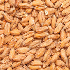 BESTMALZ BEST Spelt Malt