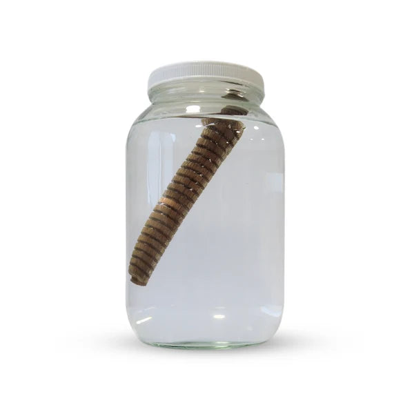 HS 1 US Gallon Glass Jar & Lid