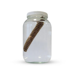 HS 1 US Gallon Glass Jar & Lid