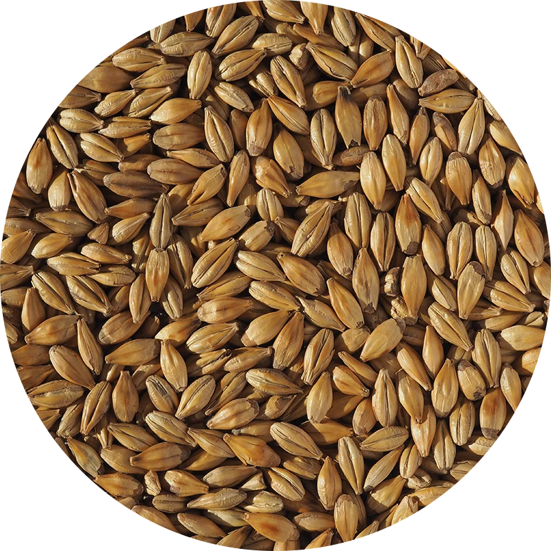 Crisp Cara Gold Malt