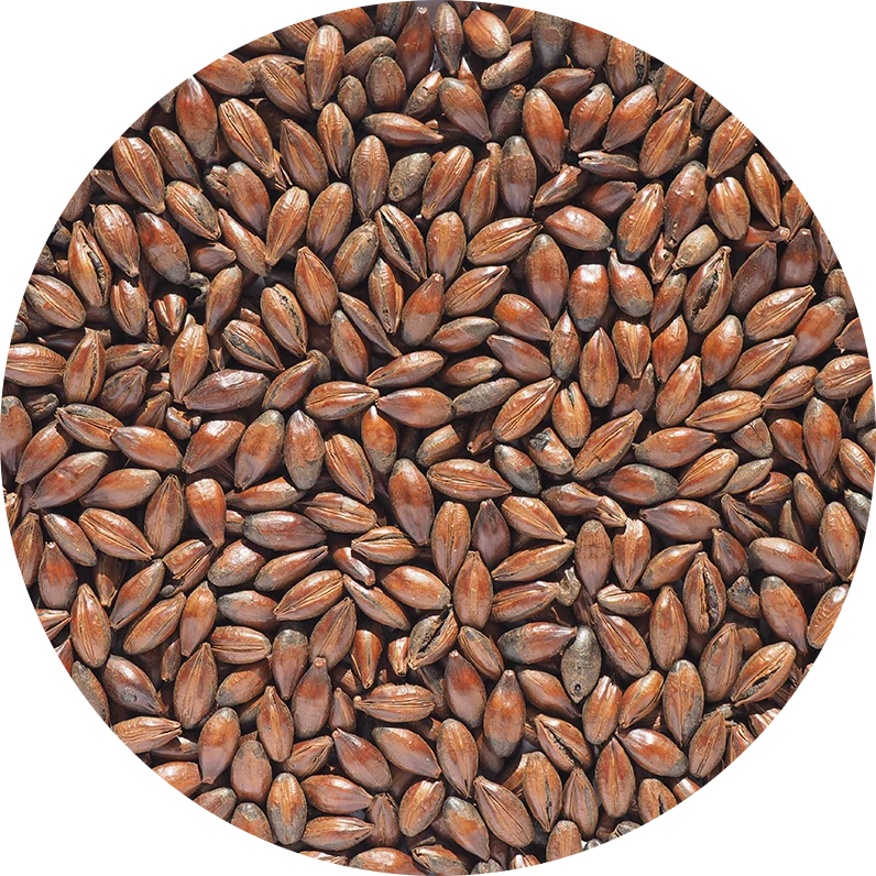 Crisp Chocolate Malt