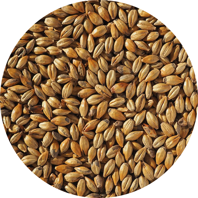 Crisp Amber Malt