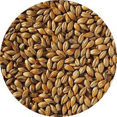 Crisp Amber Malt