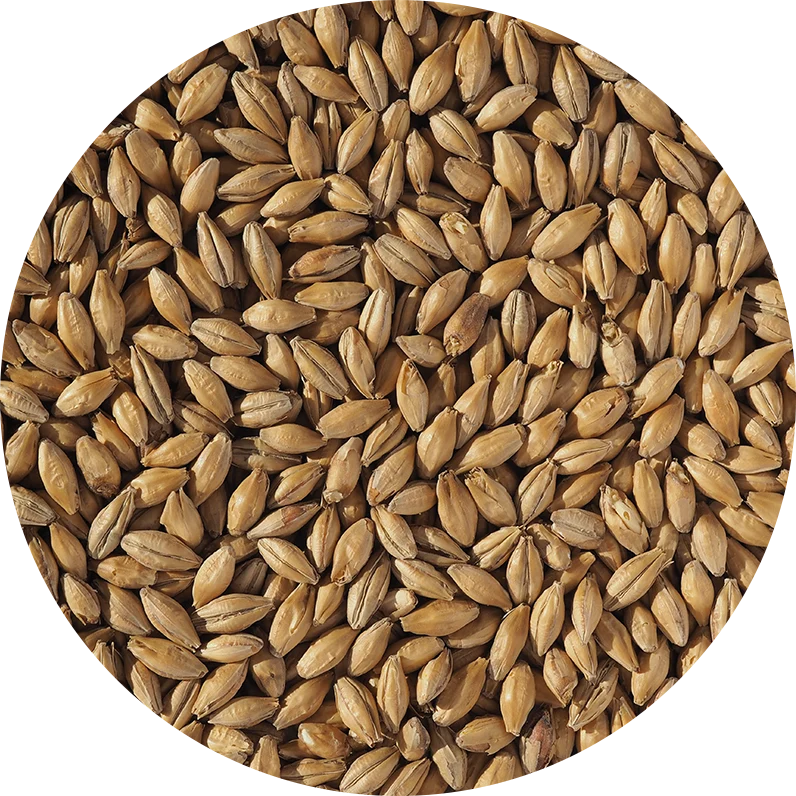 Crisp Clear Choice Pale Malt