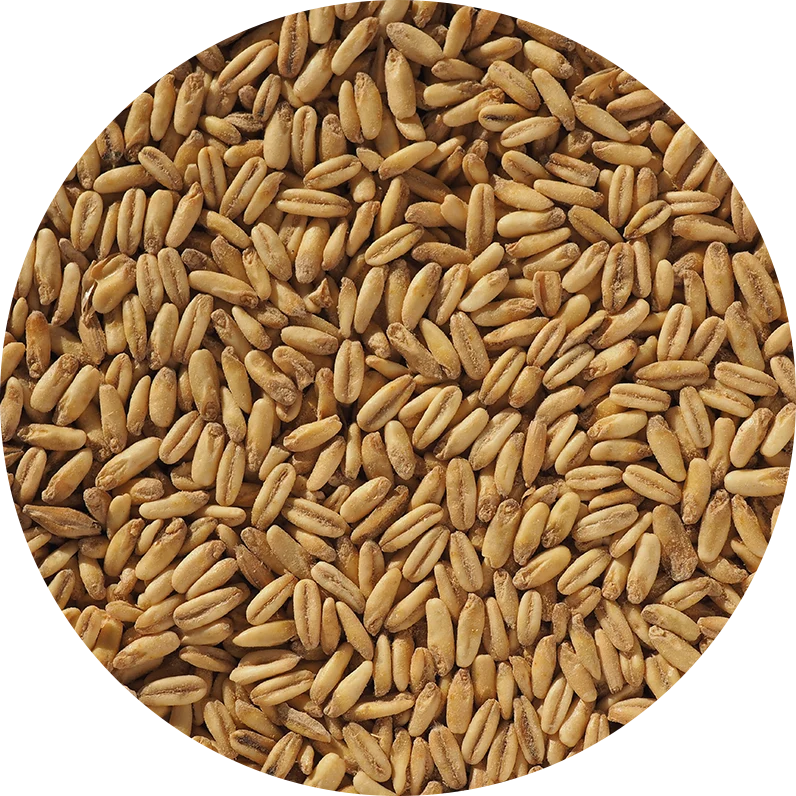 Crisp Naked Oat Malt