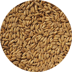 Crisp Naked Oat Malt