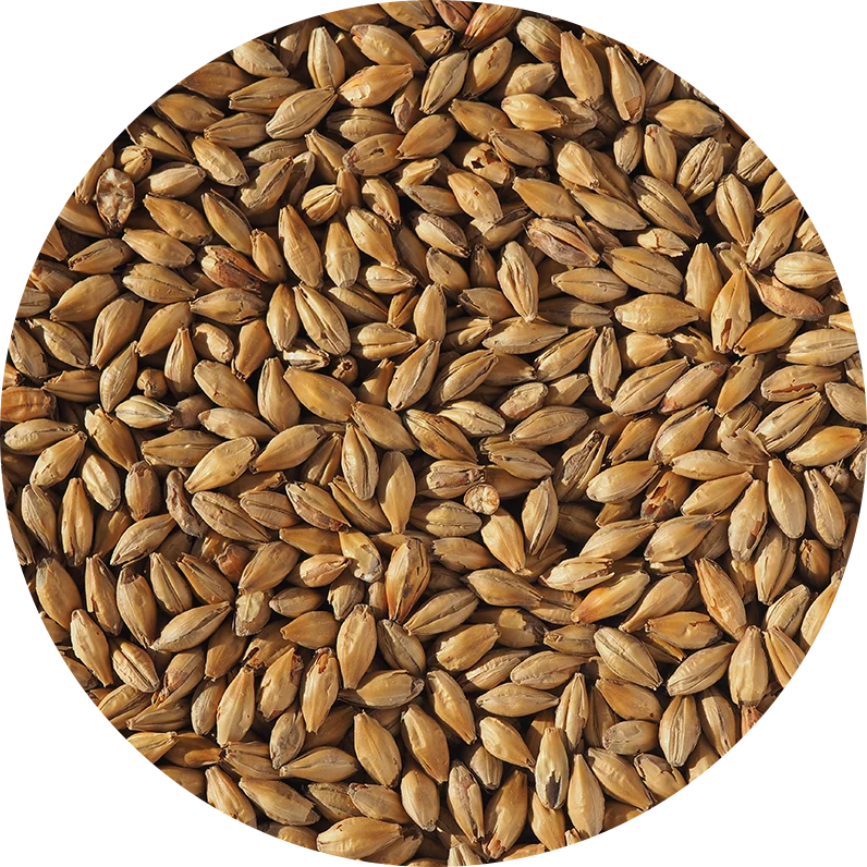Crisp Dark Munich Malt
