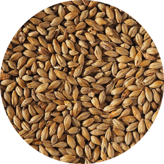 Crisp Dark Munich Malt