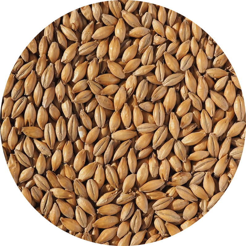 Crisp Lager Malt