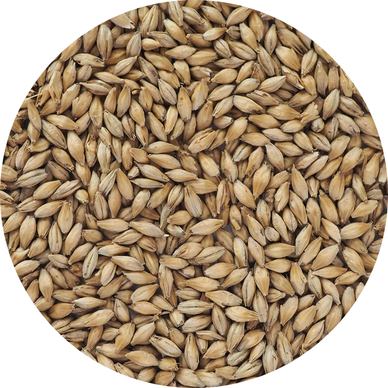 Crisp German Pilsen Malt