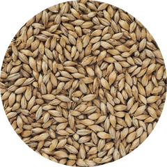 Crisp German Pilsen Malt
