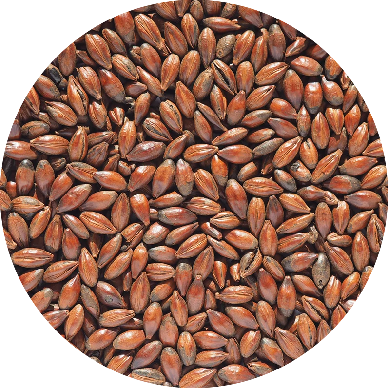 Crisp Low Colour Chocolate Malt