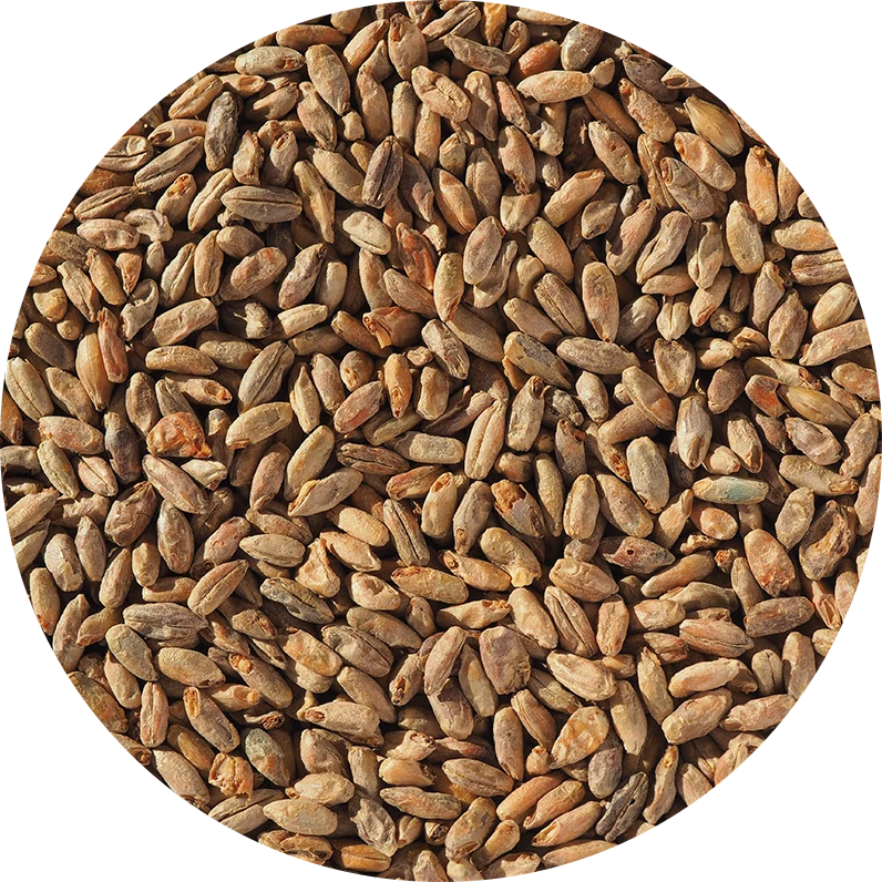 Crisp Rye Malt