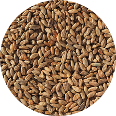 Crisp Rye Malt
