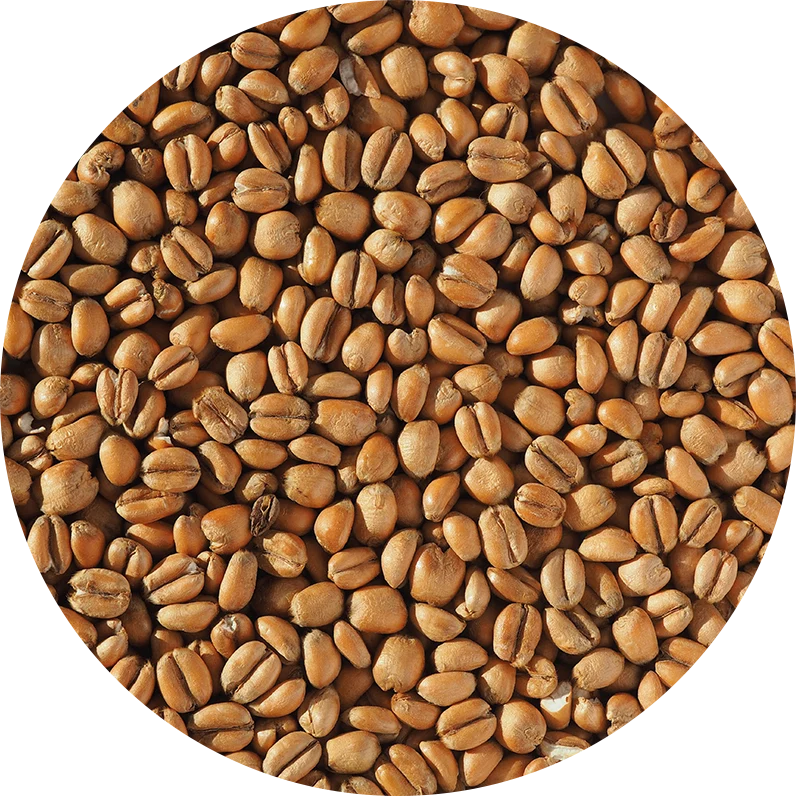 Crisp Torrefied Wheat