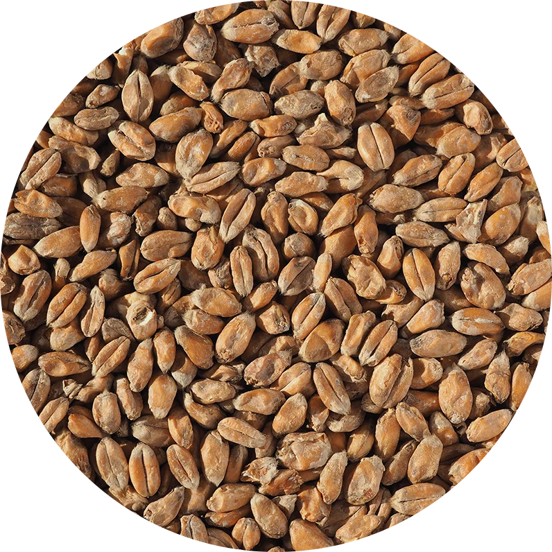 Crisp Wheat Malt