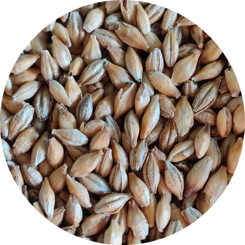 Crisp Chit Malt